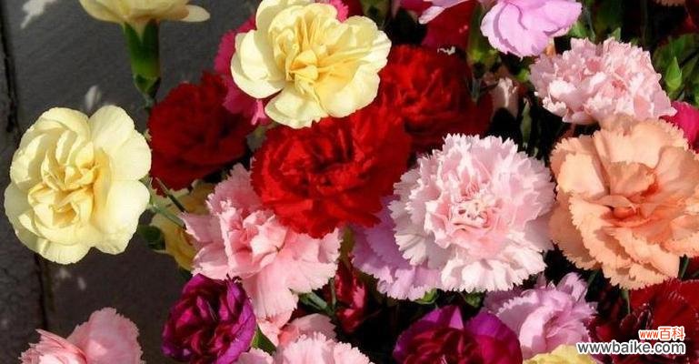 表达热情与爱意的红色康乃馨 红色康乃馨的花语和寓意