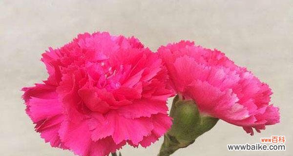 恒久不灭的情感 红色康乃馨