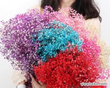 盛开如火 紫红色满天星花语