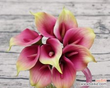 鲜红娇艳 红色马蹄莲