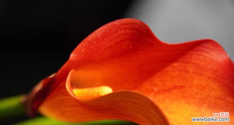 鲜红娇艳 红色马蹄莲