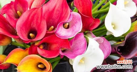 鲜红娇艳 红色马蹄莲