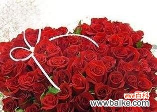 探寻红色玫瑰花的情感寓意与象征 红色玫瑰花的花语
