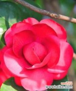 深入探索红色山茶花的意义与象征 红色山茶花的花语