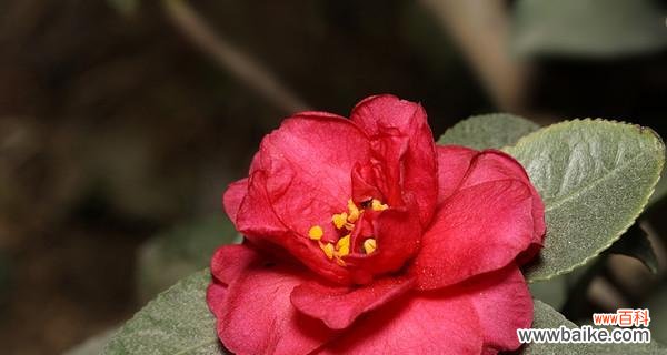 深入探索红色山茶花的意义与象征 红色山茶花的花语
