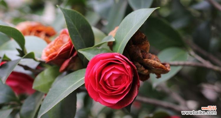 深入探索红色山茶花的意义与象征 红色山茶花的花语