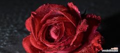 红色玫瑰的浪漫之魅力 红色玫瑰的意义与象征
