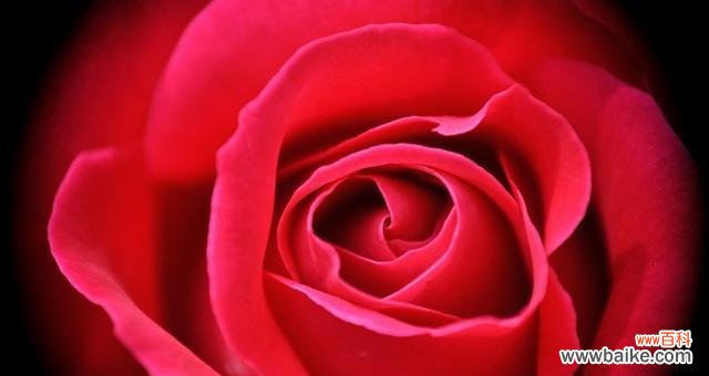 红色玫瑰的浪漫之魅力 红色玫瑰的意义与象征