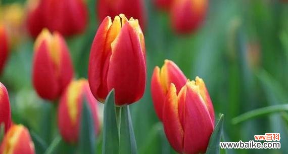 传递爱意的红色郁金香 红色郁金香的花语——爱的热情与繁荣