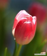 传递爱意的红色郁金香 红色郁金香的花语——爱的热情与繁荣