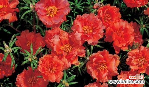 揭示太阳花背后的含义 红色太阳花的寓意与花语