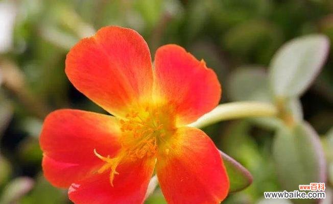 揭示太阳花背后的含义 红色太阳花的寓意与花语