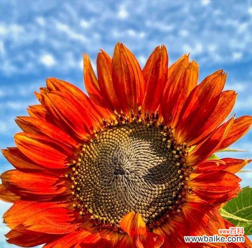 揭示太阳花背后的含义 红色太阳花的寓意与花语