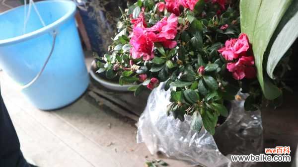 杜鹃花虫害及防治方法