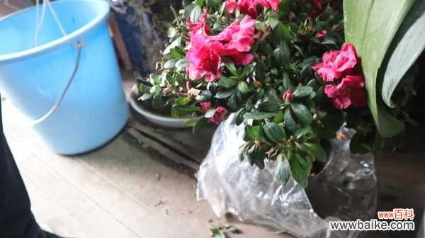 杜鹃花虫害及防治方法