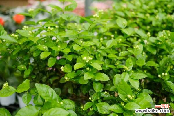 茉莉花黄叶的原因和处理办法