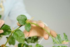 茉莉花黄叶的原因和处理办法