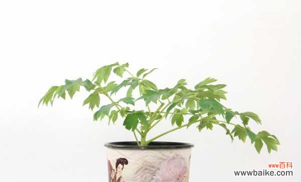 牡丹花黄叶的原因和处理办法