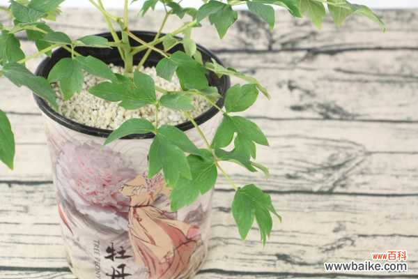 牡丹花黄叶的原因和处理办法