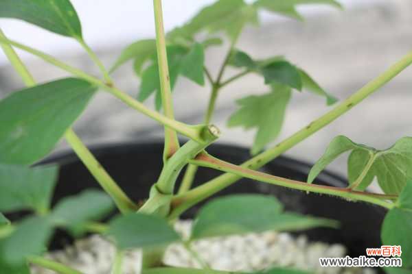 牡丹花黄叶的原因和处理办法