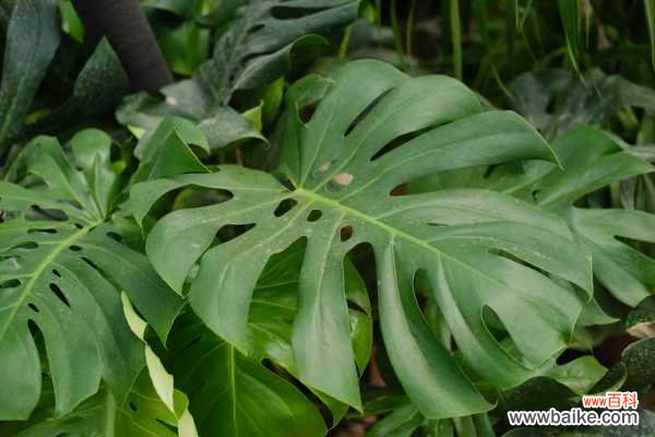 龟背竹黄叶的原因和处理办法