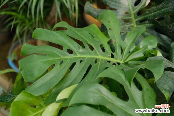 龟背竹黄叶的原因和处理办法