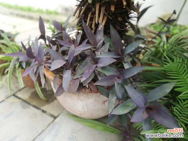 紫竹梅黄叶的原因和处理办法