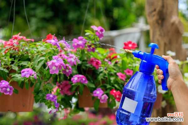 给花浇点洗头水，虫子一碰就丧命，花朵猛开刹不住！