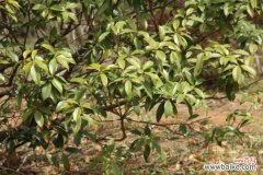 桂花黄叶的原因和处理办法