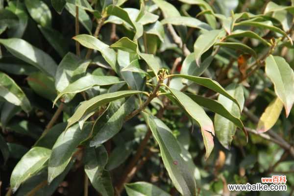 桂花黄叶的原因和处理办法