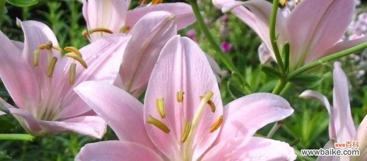 白百合的花语是什么?如何用白百合表达爱意?