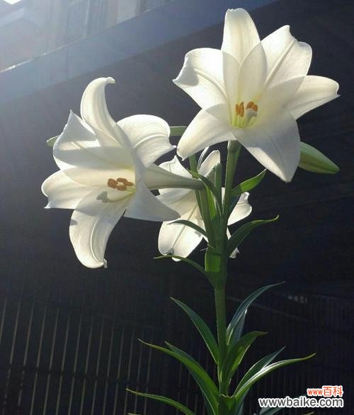 白百合的花语是什么?如何用白百合表达爱意?