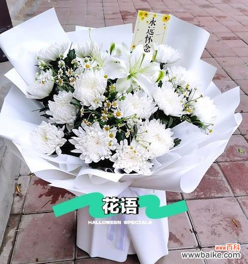 白菊的花语是什么?了解白菊代表的含义和象征意义?