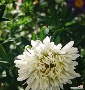 白菊的花语是什么？了解白菊代表的含义和象征意义？