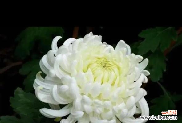 白菊的花语是什么?了解白菊代表的含义和象征意义?