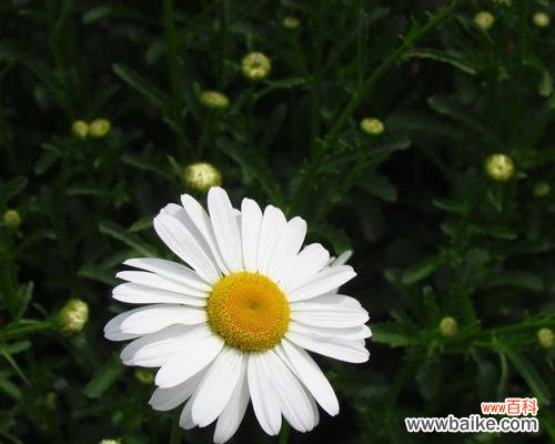 白晶菊的花语有哪些含义?