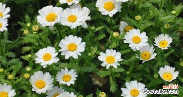 白晶菊的花语有哪些含义?