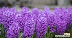 白色风信子代表什么含义？花语背后的故事是什么？