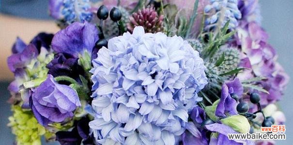 白色风信子代表什么含义?花语背后的故事是什么?