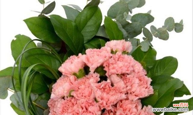 白色康乃馨代表什么含义？花语有哪些？