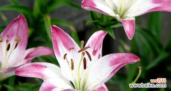 百合大全的花语是什么？如何理解不同颜色百合的含义？