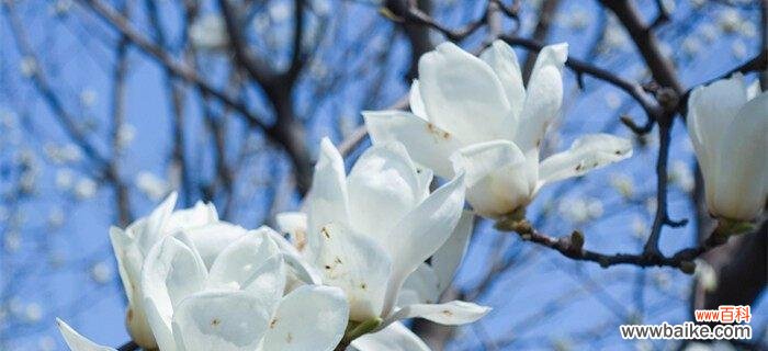 白兰花代表什么含义?花语背后的故事是什么?