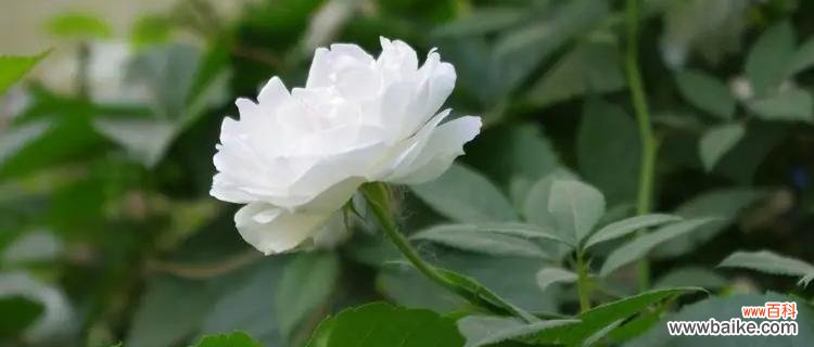白蔷薇代表什么含义?花语背后的秘密是什么?