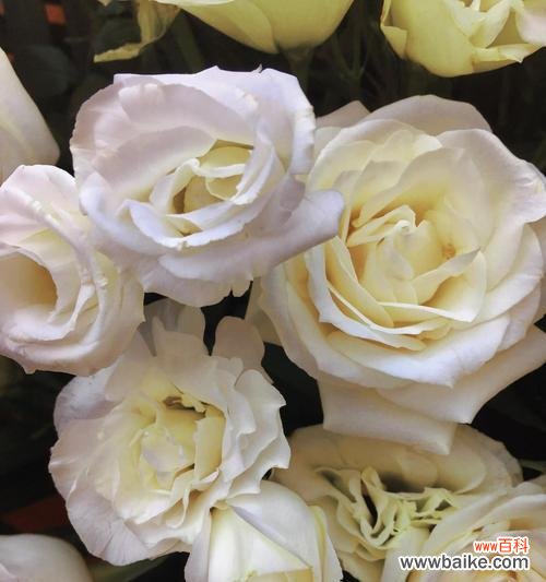 白蔷薇代表什么含义?花语背后的秘密是什么?