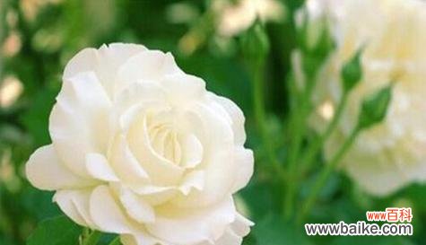 白色玫瑰代表什么含义？花语解读与送花建议？