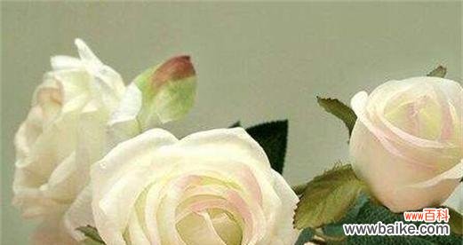 白色玫瑰代表什么含义？花语解读与送花建议？