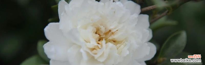 白山茶的花语是什么？了解白山茶的象征意义和文化内涵？