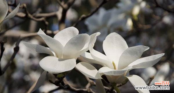 白玉兰的花语是什么?如何用白玉兰表达爱意?