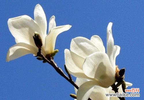 白玉兰的花语是什么?如何用白玉兰表达爱意?