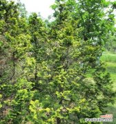 柏树象征着什么？柏树的寓意有哪些常见疑问解答？